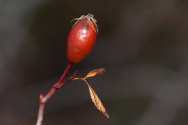 Rosa Canina köpeğinin meyve ve yaprakları..