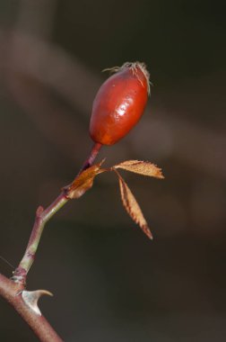 Rosa Canina köpeğinin meyve ve yaprakları..
