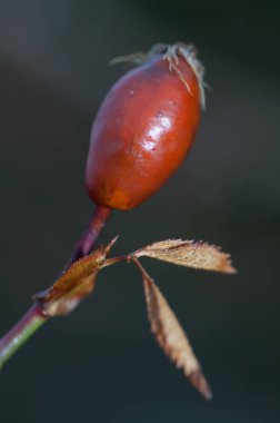 Rosa Canina köpeğinin meyve ve yaprakları..