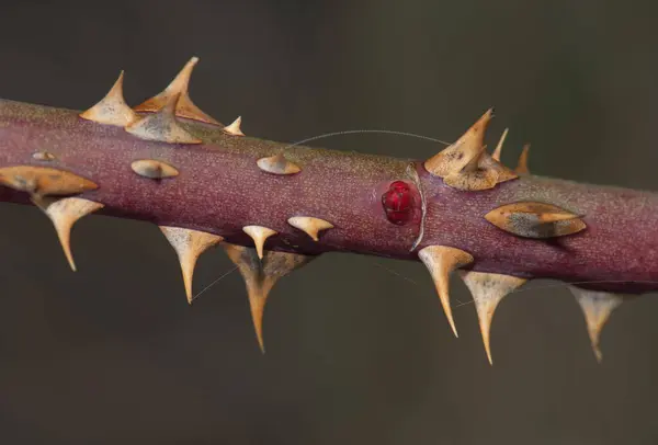 Pobočka psa růže Rosa canina v pohoří Guara. — Stock fotografie