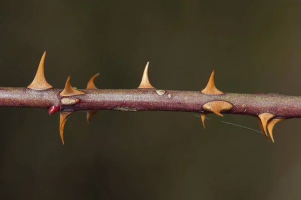 Pobočka psa růže Rosa canina v pohoří Guara. — Stock fotografie