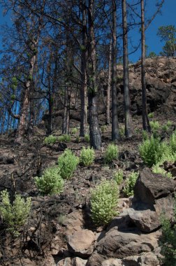 Yanmış Kanarya Adası çamı ormanı ve Bystropogon origanifolius çalıları.