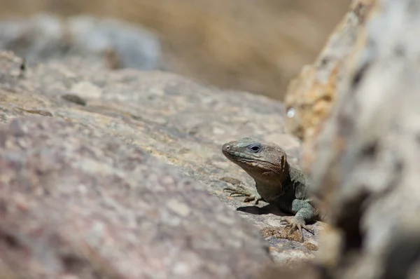 Männliche Gran-Canaria-Riesenechse Gallotia stehlini. — Stockfoto