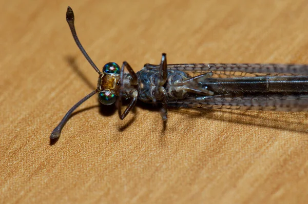 Dode mierenleeuw Myrmeleon afwisselend op een tafel. — Stockfoto