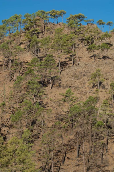 Las sosny kanaryjskiej Pinus canariensis. — Zdjęcie stockowe