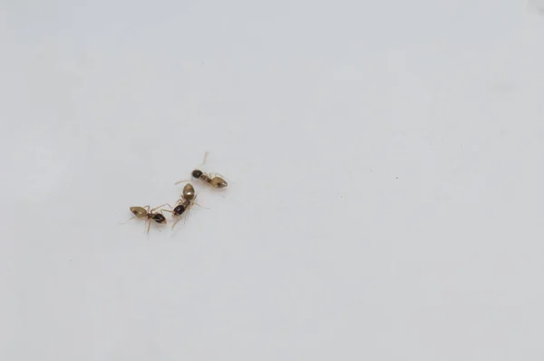 Duvardaki hayalet karıncalar Tapinoma melanocephalum.