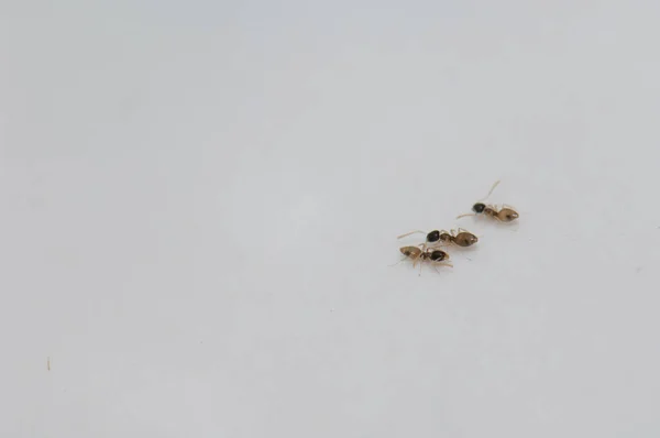 Formigas fantasmas Tapinoma melanocephalum em uma parede. — Fotografia de Stock