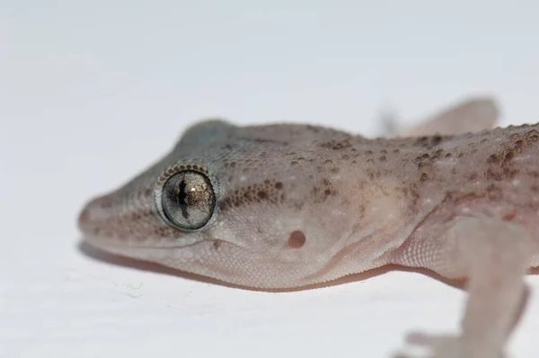 Boettgers ściany gecko Tarentola boettgeri na ścianie. — Zdjęcie stockowe