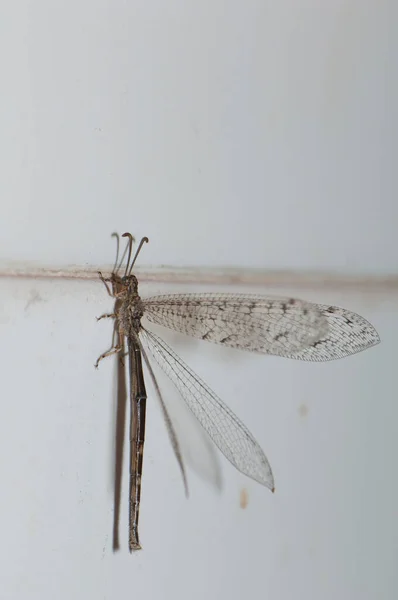 Antlion Myrmeleon wechselt sich auf einer Wandfliese ab. — Stockfoto