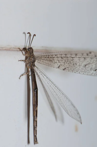 Antlion Myrmeleon afwisselend op een muurtegel. — Stockfoto