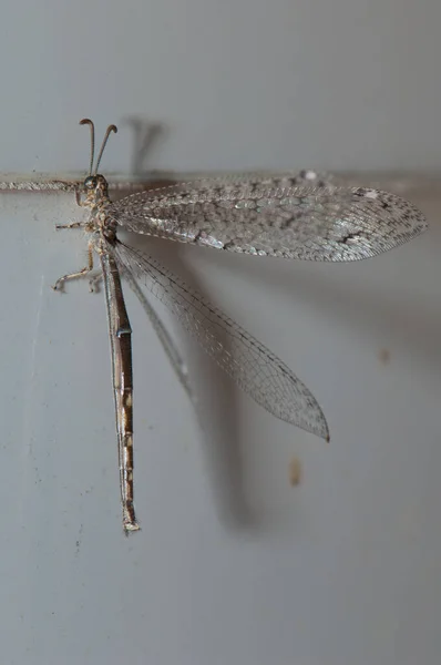 Antlion Myrmeleon alternans em uma telha de parede. — Fotografia de Stock