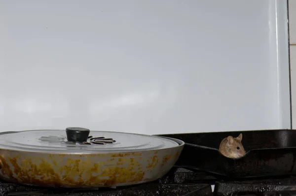 House mouse Mus musculus searching for food in a kitchen. — Stock Photo, Image