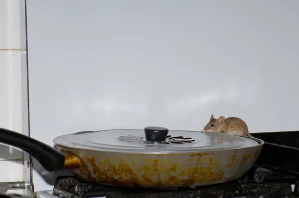 House mouse Mus musculus feeding of the oil in a frying pan. — Stock Photo, Image