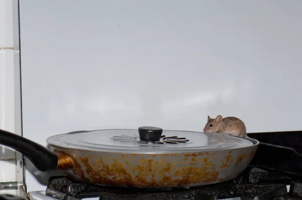 프라이팬에서 기름을 먹는 생쥐 Mus musculus. — 스톡 사진