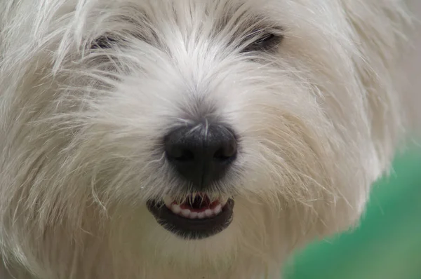 Scottish Terrier head in the Schamann district. Royalty Free Stock Images