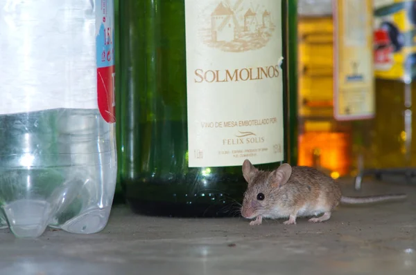 House mouse Mus musculus in a kitchen. — Stock Photo, Image