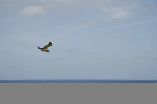 Fiatal Corys nyíróvíz Calonectris borealis repülés közben. — Stock Fotó