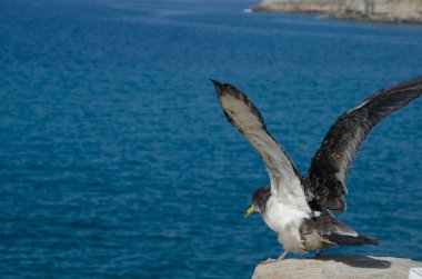 Juvenile Corys yelkovan suyu Calonectris Borealis uçuyor.
