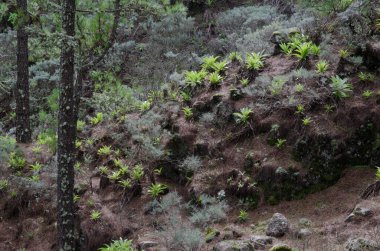 Kanarya Adası Ormanı Pinus kanaryası.