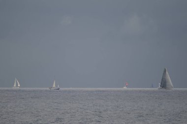 Gran Canaria adasından gelen Transatlantik ırk.