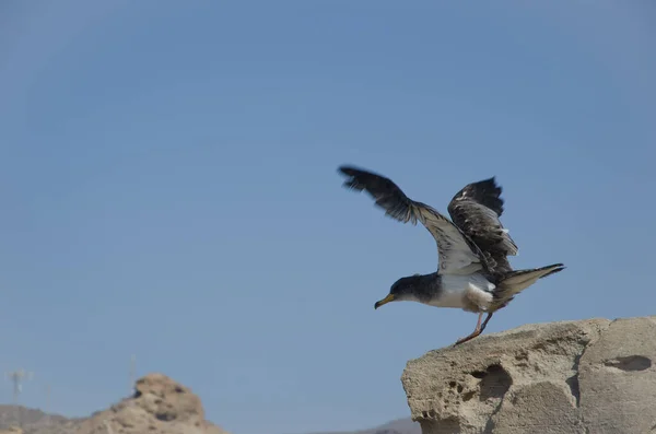 Juvenil Corys shearwater Calonectris borealis tomando vuelo. —  Fotos de Stock