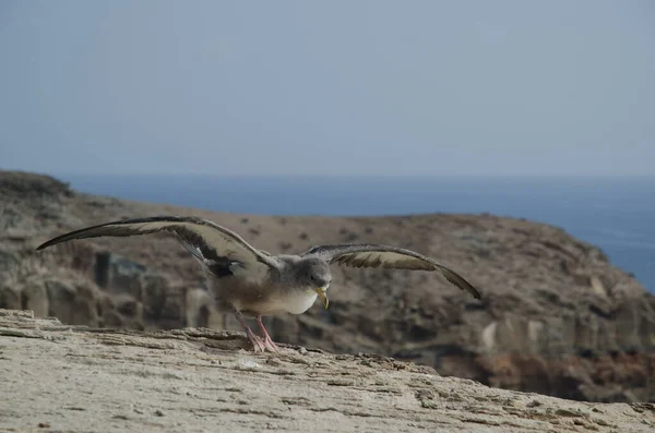 Juvenil Corys shearwater Calonectris borealis tomando vuelo. —  Fotos de Stock