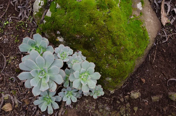Plant Aeonium percarneum and rock with moss. — Stock Photo, Image