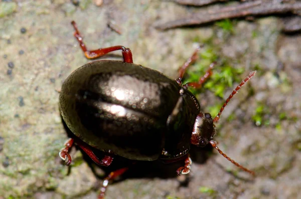 Escarabajo Chrysolina bankii en Reserva Natural Especial Los Marteles. — Foto de Stock