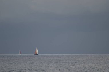 Gran Canaria adasından gelen Transatlantik ırk.