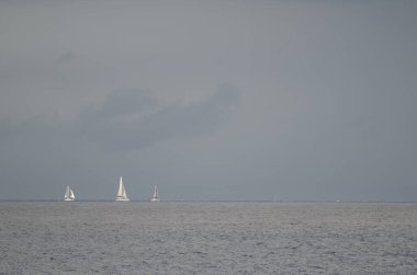 Gran Canaria adasından gelen Transatlantik ırk.