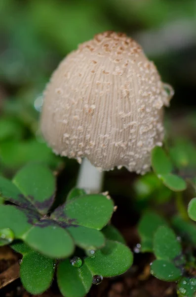 Paddenstoel in Los Marteles Special Natural Reserve. — Stockfoto