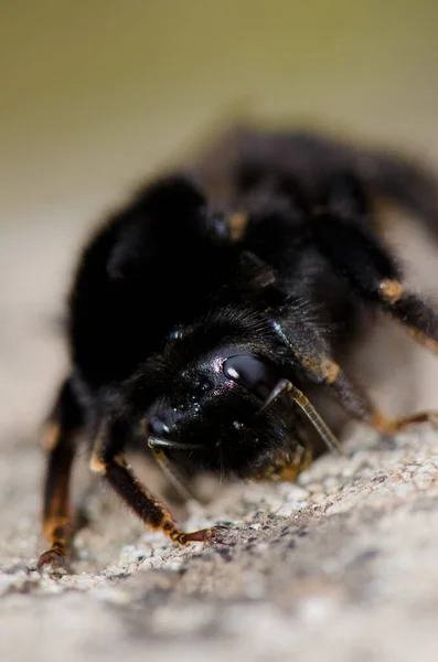 Bumblebee w Los Marteles Specjalny Rezerwat Przyrody. — Zdjęcie stockowe