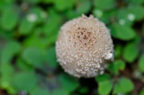 Mushroom in Los Marteles Special Natural Reserve. — стокове фото