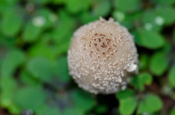 Cogumelo em Los Marteles Reserva Natural Especial. — Fotografia de Stock