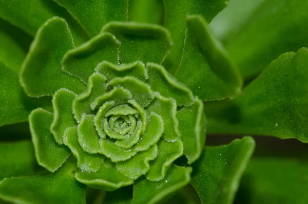 Plant Aeonium manriqueorum in Los Marteles Special Natural Reserve. — Stock Photo, Image