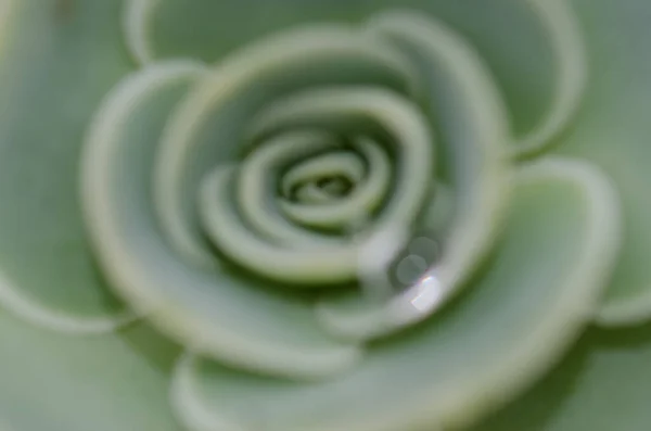 Abstract picture of the upperside of the plant Aeonium sp out of focus. — Stock Photo, Image