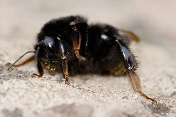 Hummel im Naturreservat Los Marteles. — Stockfoto