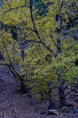 Las Cumbres Korunan Arazi 'de siyah kavak kuşları popülerdir. San Mateo 'da. Büyük Kanarya. Kanarya Adaları. İspanya.