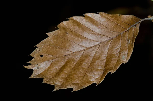 Dry Leaf Sweet Chestnut Castanea Sativa Los Marteles Special Natural — Stock Photo, Image