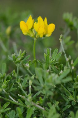 Çiçeğe nilüfer çiçeği ekin. Ingenio. Büyük Kanarya. Kanarya Adaları. İspanya.