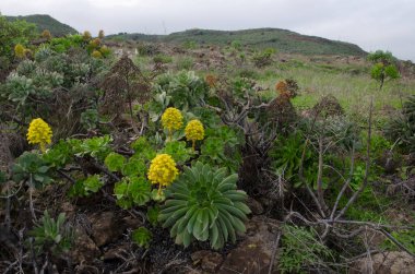 Çiçekli Aeonium Manriqueorum bitkisinin manzarası. Ingenio. Büyük Kanarya. Kanarya Adaları. İspanya.