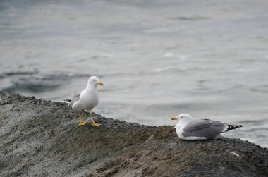 Sarı bacaklı martılar Larus michahellis atlantis. Playa de Arinaga. Aguimes. Büyük Kanarya. Kanarya Adaları. İspanya.