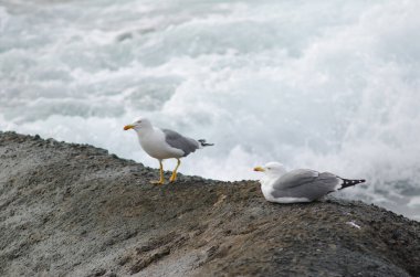 Sarı bacaklı martılar Larus michahellis atlantis. Playa de Arinaga. Aguimes. Büyük Kanarya. Kanarya Adaları. İspanya.