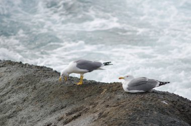 Sarı bacaklı martılar Larus michahellis atlantis. Playa de Arinaga. Aguimes. Büyük Kanarya. Kanarya Adaları. İspanya.