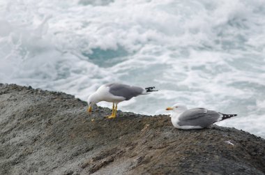 Sarı bacaklı martılar Larus michahellis atlantis. Playa de Arinaga. Aguimes. Büyük Kanarya. Kanarya Adaları. İspanya.
