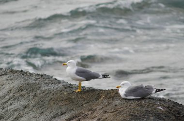 Sarı bacaklı martılar Larus michahellis atlantis. Playa de Arinaga. Aguimes. Büyük Kanarya. Kanarya Adaları. İspanya.