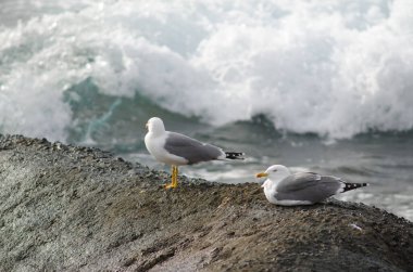 Sarı bacaklı martılar Larus michahellis atlantis. Playa de Arinaga. Aguimes. Büyük Kanarya. Kanarya Adaları. İspanya.
