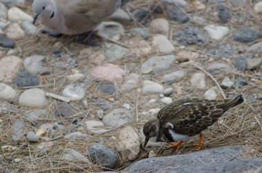 Ruddy turnstone Arenaria yorumluyor ve arka planda Avrasyalı yakalı güvercin Streptopelia decaocto. Arinaga. Büyük Kanarya. Kanarya Adaları. İspanya.