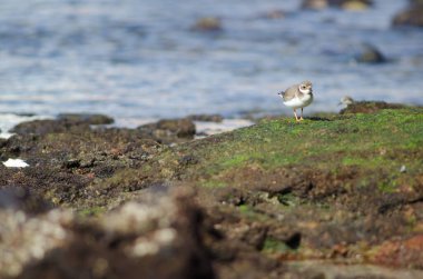 Arinaga 'da yaygın olarak görülen halkalı yağmurkuşu Charadrius hiaticula. Aguimes. Büyük Kanarya. Kanarya Adaları. İspanya.
