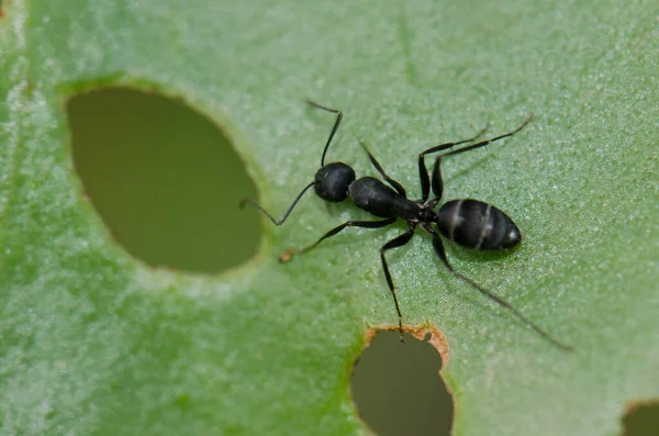 Ant Camponotus Rufoglaucus Feai Auf Einem Blatt Lomito Los Bueyes — Stockfoto